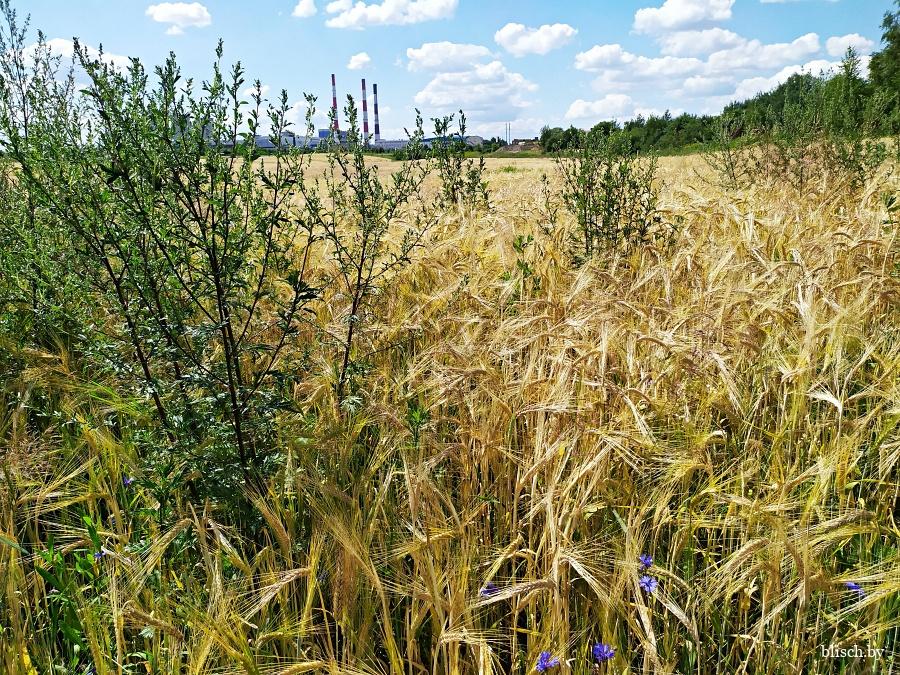 Пахотные земли внутри МКАД. Что на них выросло в этом сезоне? — Денис ...
